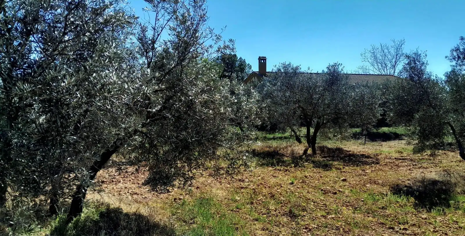 Rural land for sale in Valdepeñas