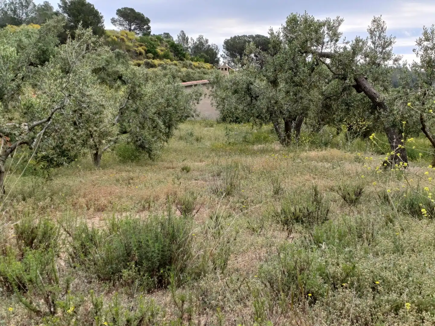 Terreno rustico in vendita a Carrer Carretera del Castell, imagen 5