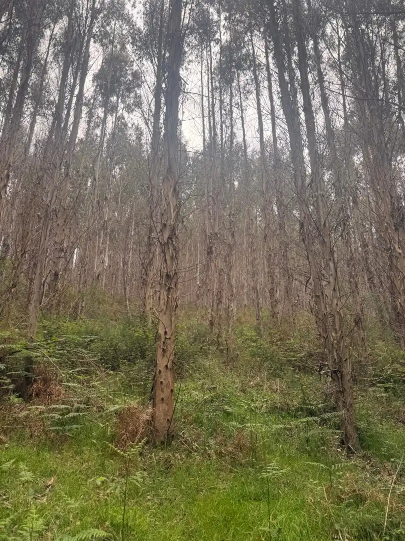 Terreni e lotti in vendita a Vilalba, imagen 5