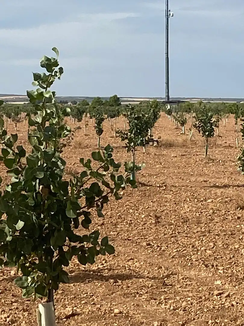 Terreno rustico in vendita a Calle García Pavón