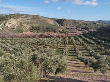 Terreno rustico in vendita a Calle Río Anzur