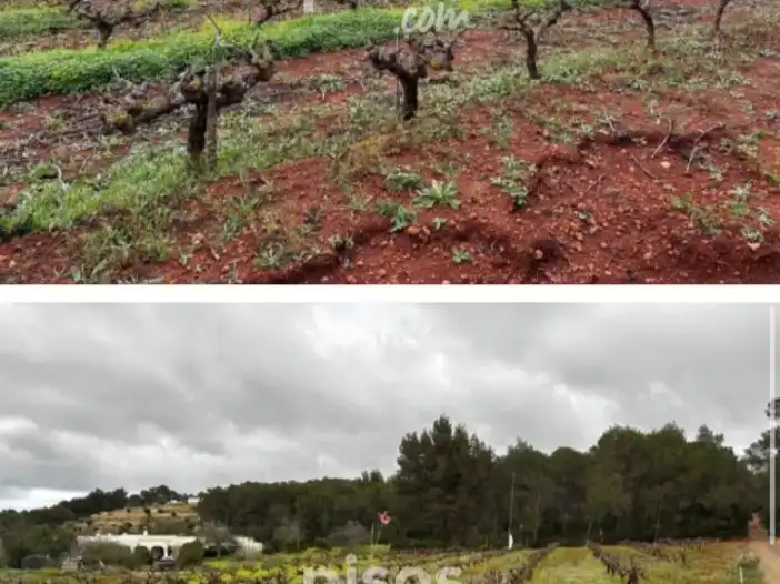 Rural land for sale in Calle Port de Sant Miquel 90, imagen 4