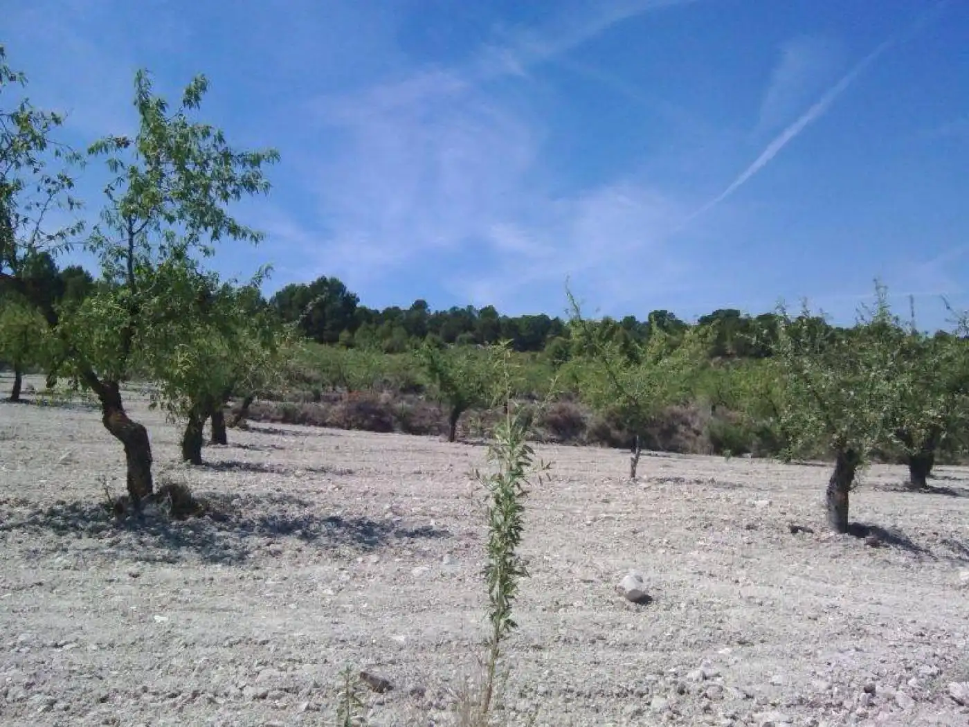 Terreny rústic en venda a Moratalla, imagen 7
