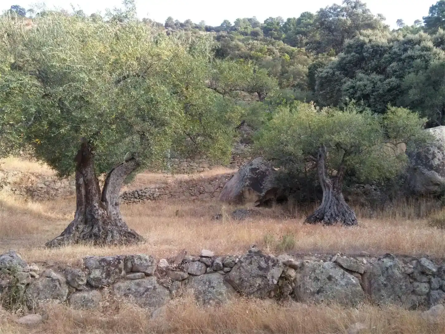 Terreno en venta en Pedro Bernardo