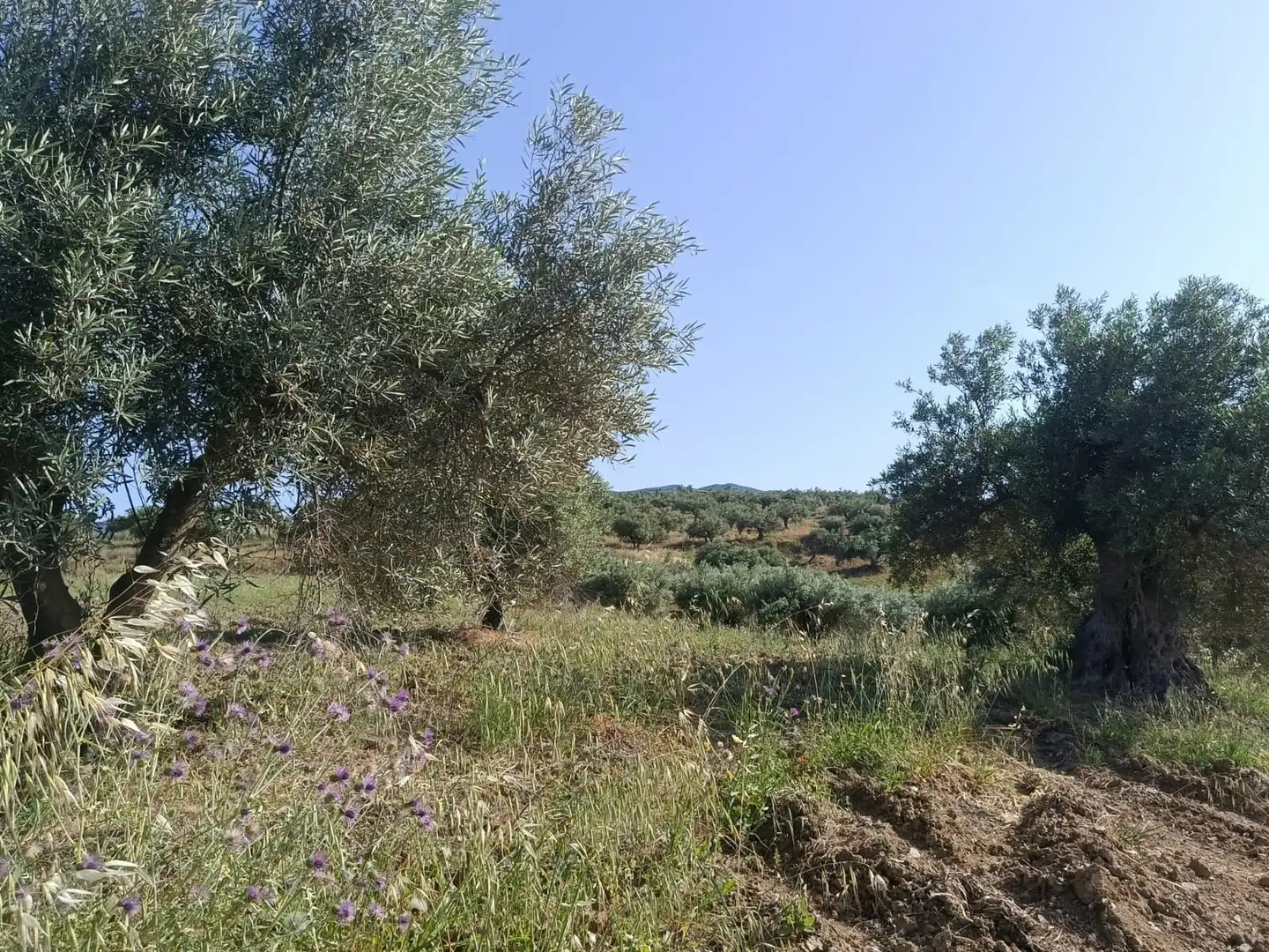 Terreni e lotti in vendita a Alquería - Torrealquería, imagen 9
