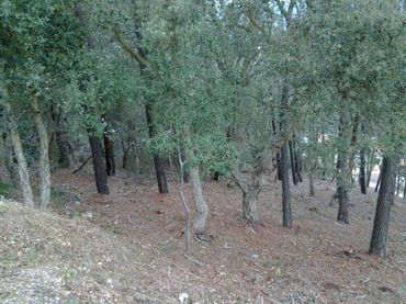 Terrenos y solares en venta en Serra Brava