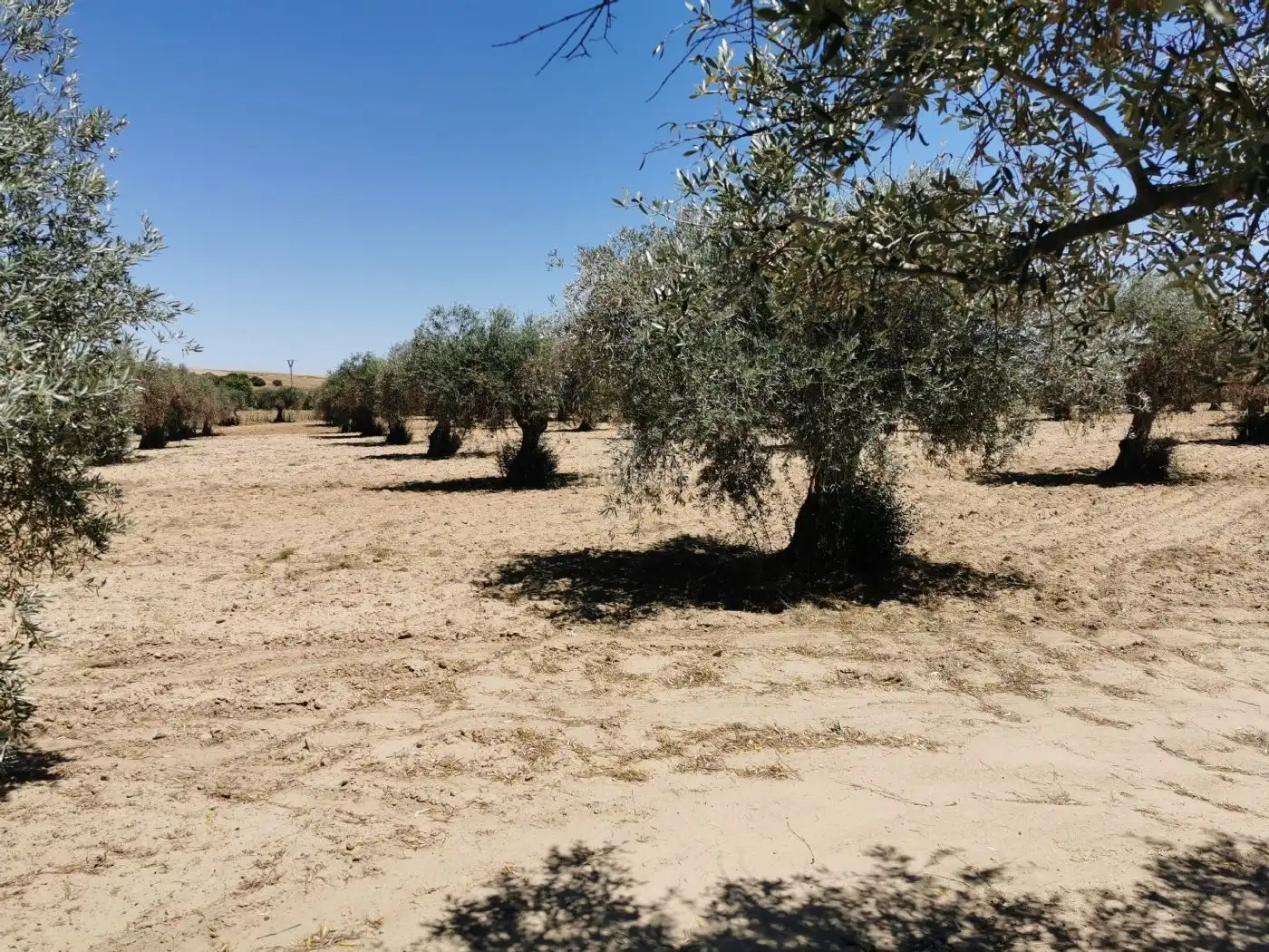 Finca en santa olalla toledo, imatge 3