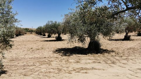 Finca en santa olalla toledo, imatge 3