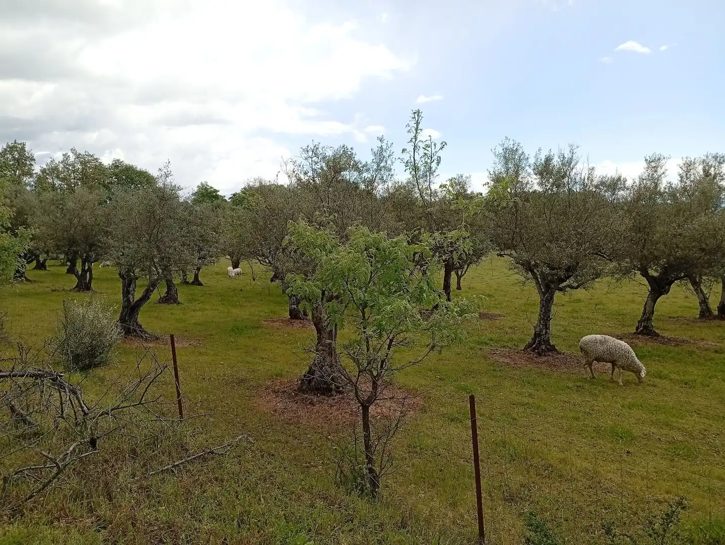 Terreni e lotti in vendita a Villanueva de la Vera, imagen 63
