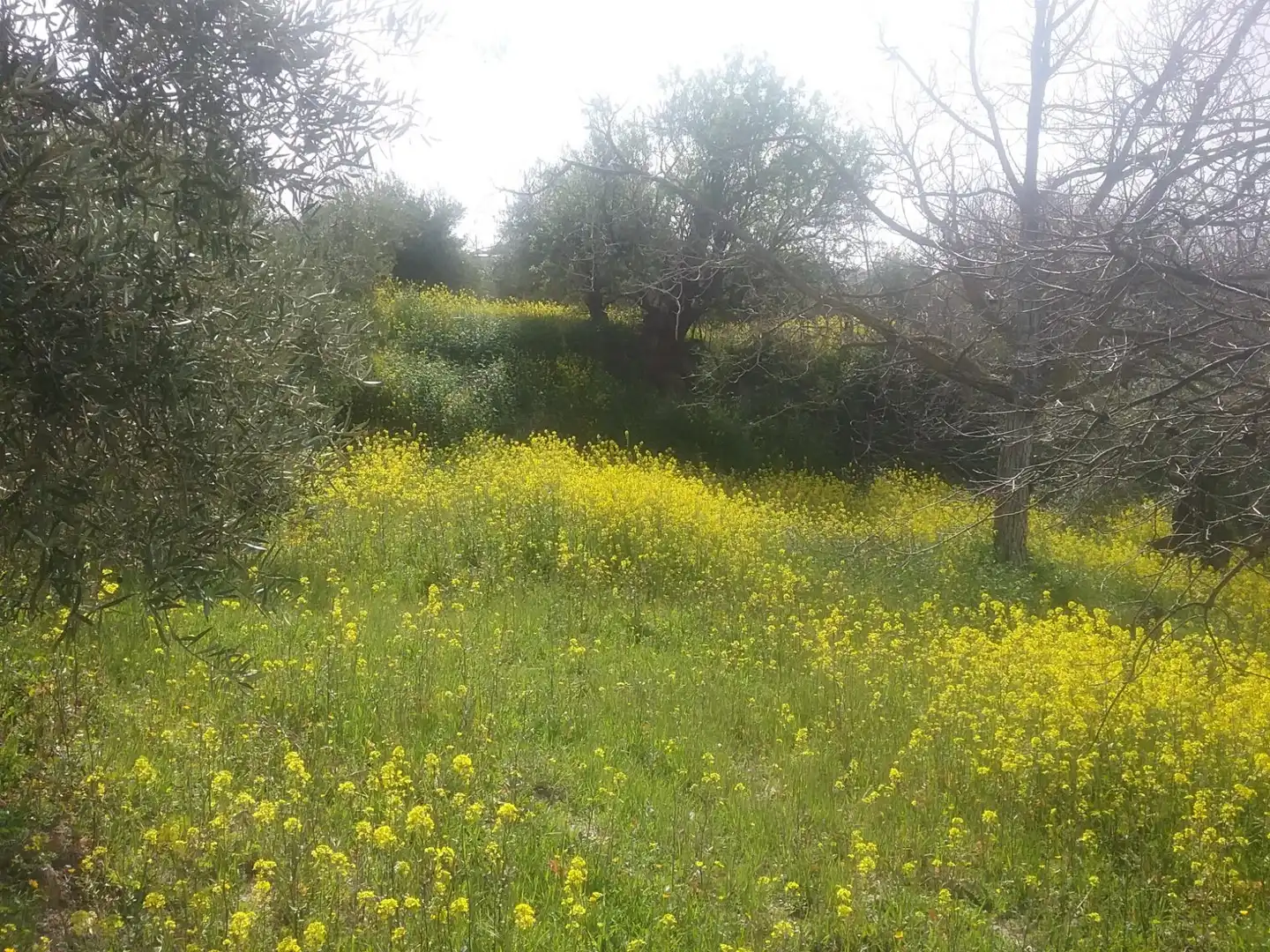 Terreny rústic en venda a Albaicín, imagen 10