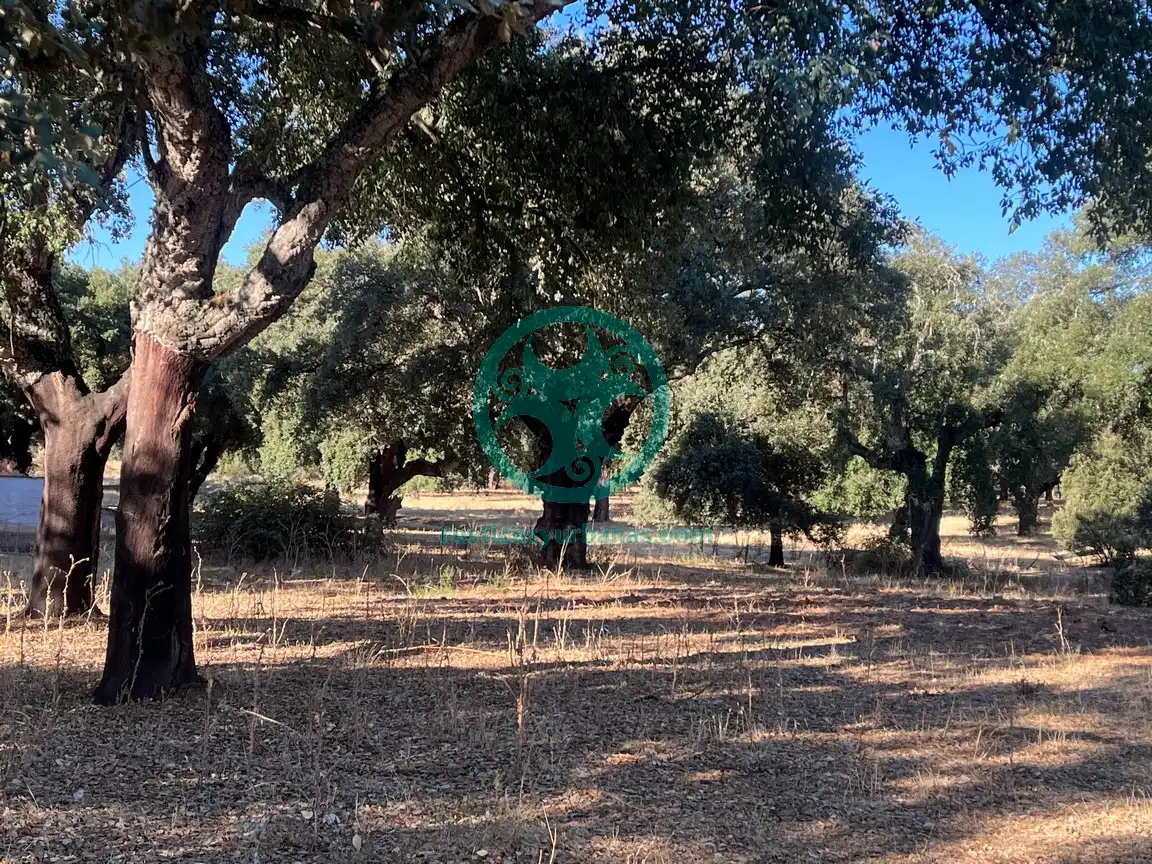 Terreni e lotti in vendita a Valdesalor - Rincón de Ballesteros
