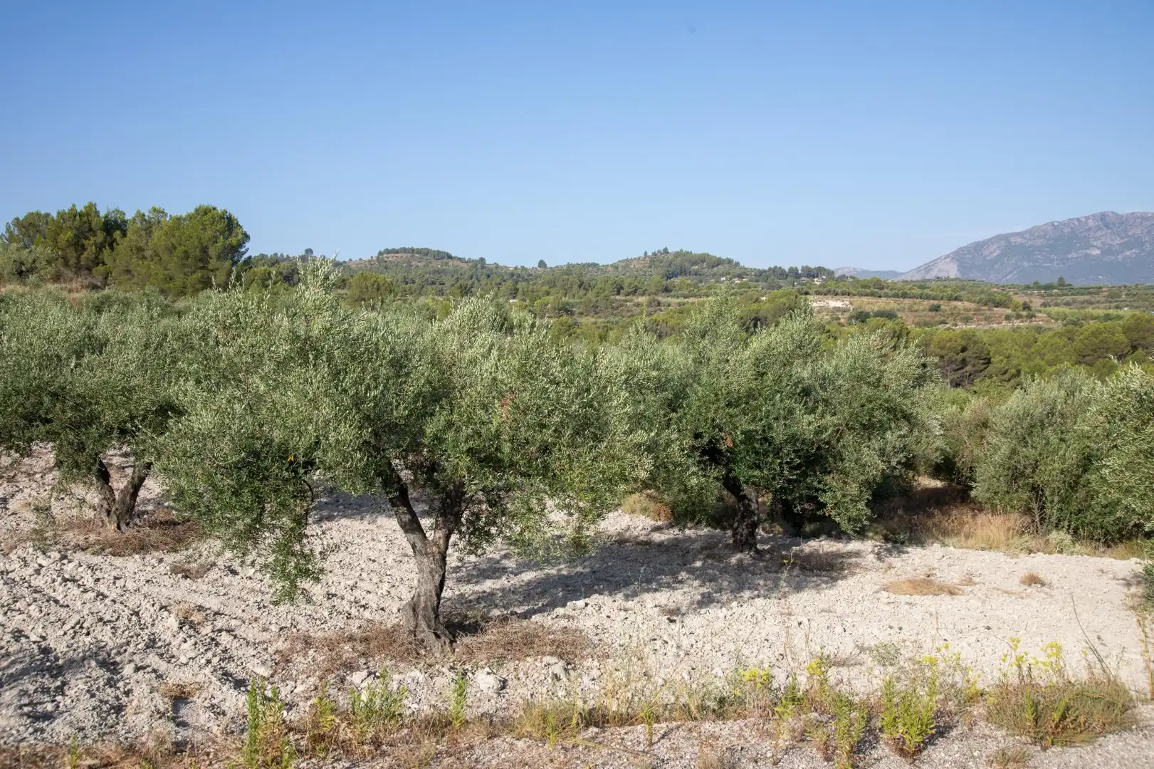 Residencial en venta en  Palma de Mallorca