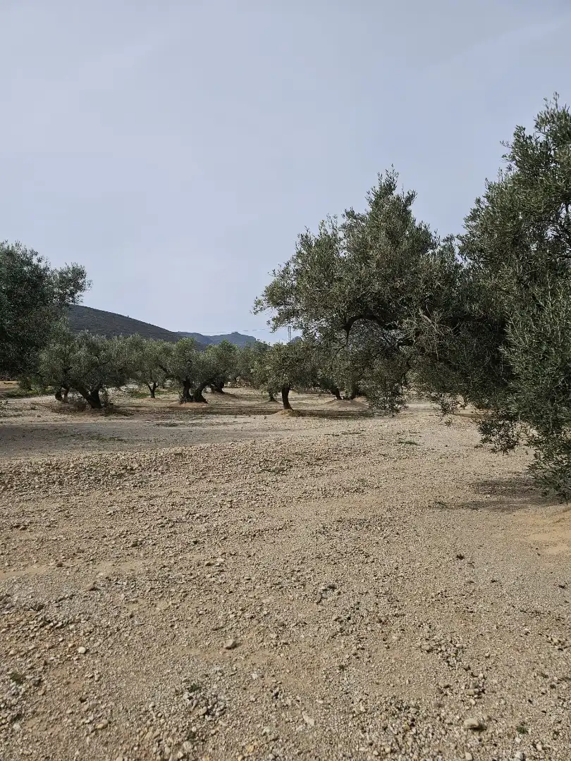 Rural land for sale in Roquetes, imagen 13