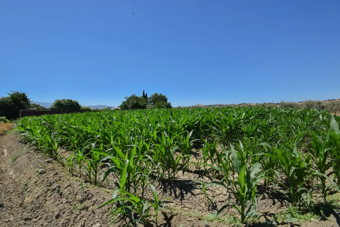Finca rústica en venta en Cúllar Vega