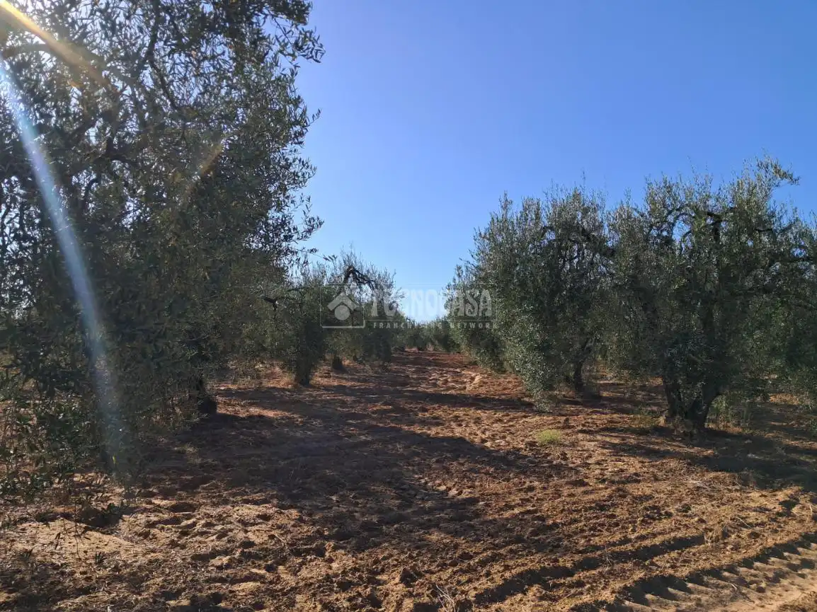 Terreni e lotti in vendita a Pilas, imagen 15