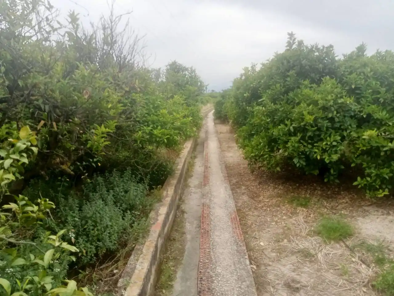 Terreno rustico in vendita a Camino Paloma, imagen 8