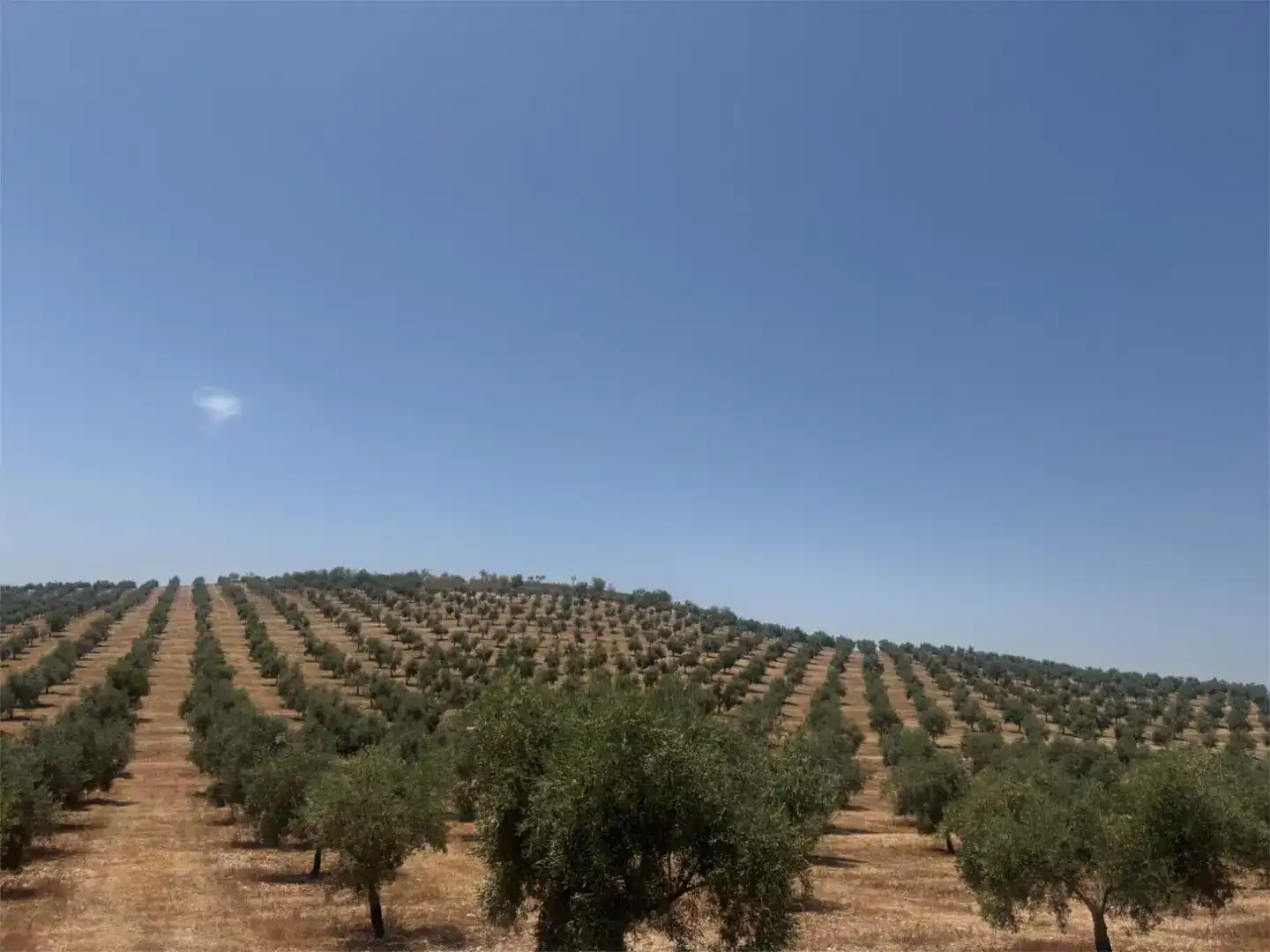 Terreno en venta en Cacín