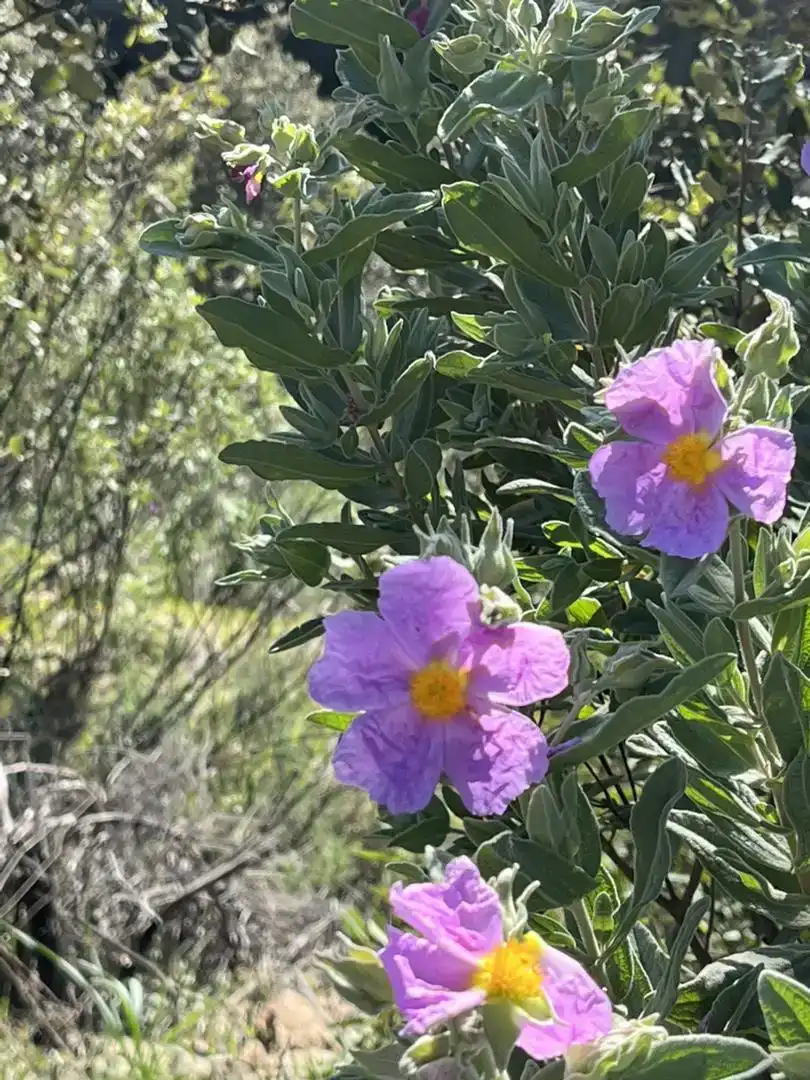 Jardí de Finca rústica en venda en Pozoblanco amb Jardí privat, Piscina i Balcó