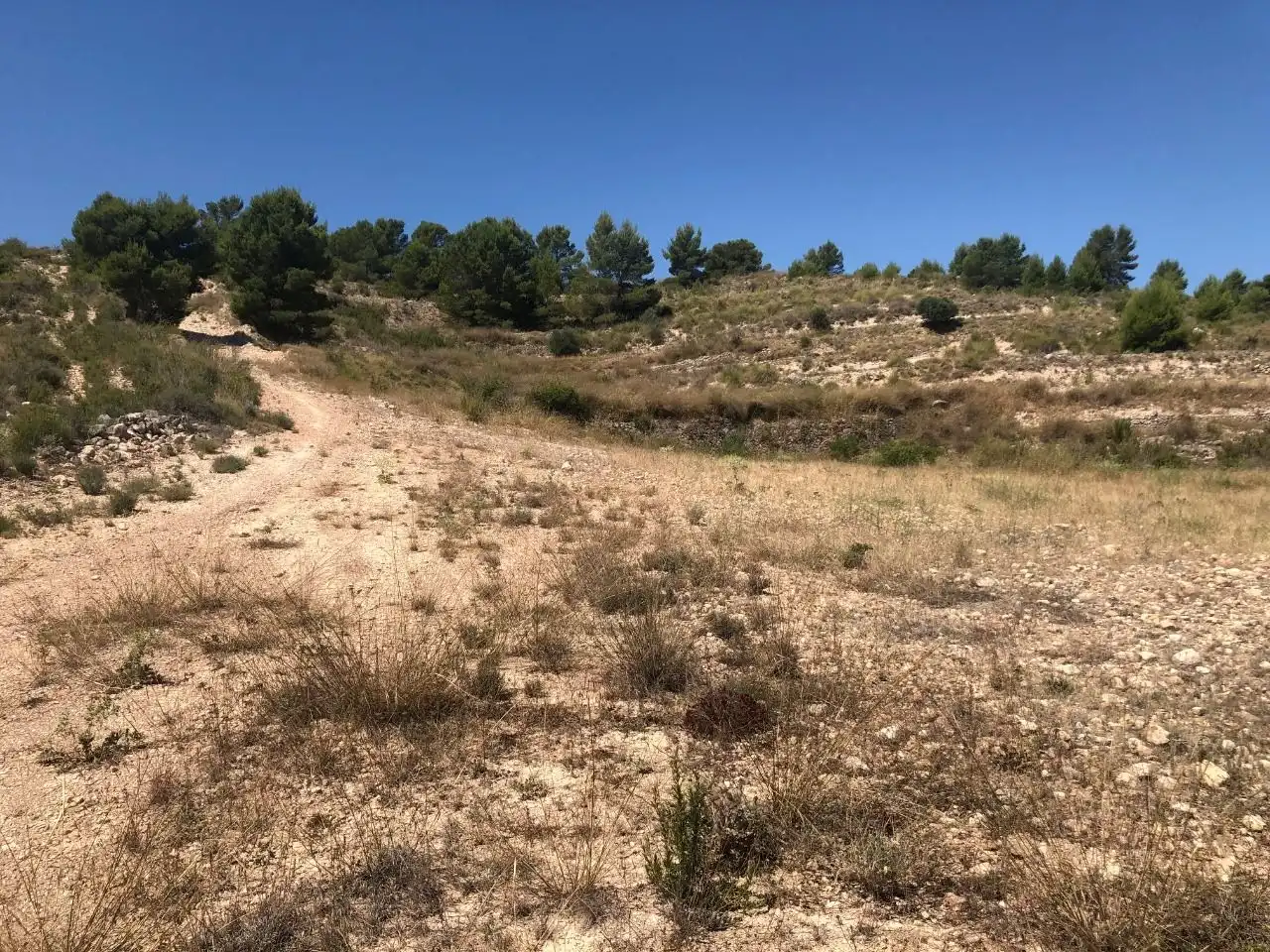 Rustikales Grundstück zum Verkauf in Jumilla, imagen 2
