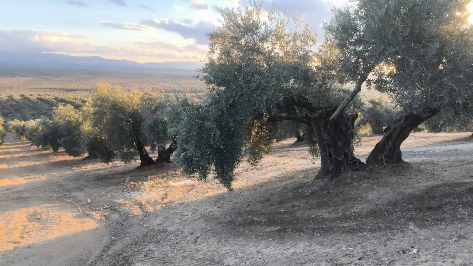 Terreni e lotti in vendita a Jabalquinto, imagen 3