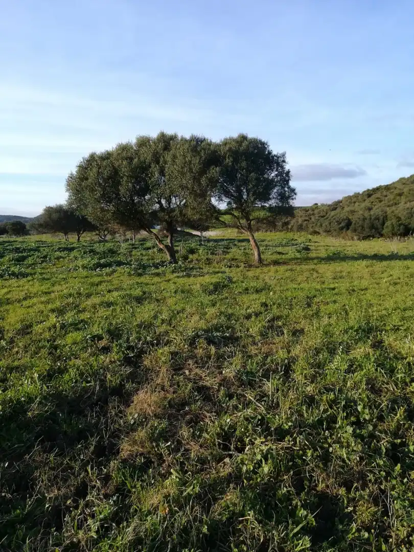 Terreny rústic en venda a Medina Sidonia, imagen 7