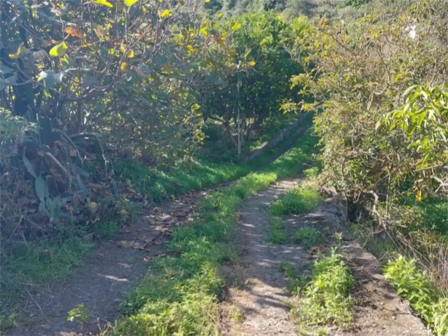 Grundstücke zum Verkauf in Valleseco