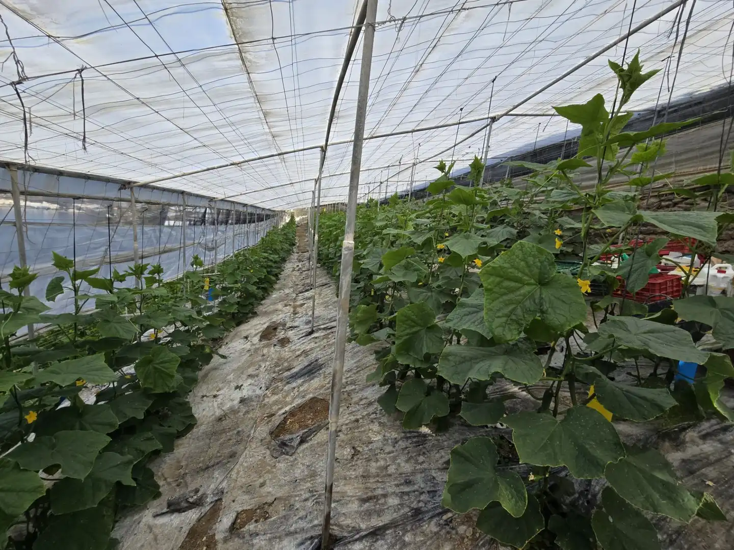 Garten von Grundstücke zum Verkauf in Rubite