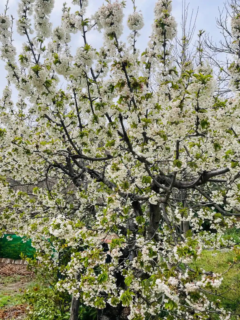 Jardí de Finca rústica en venda en El Arenal  amb Moblat