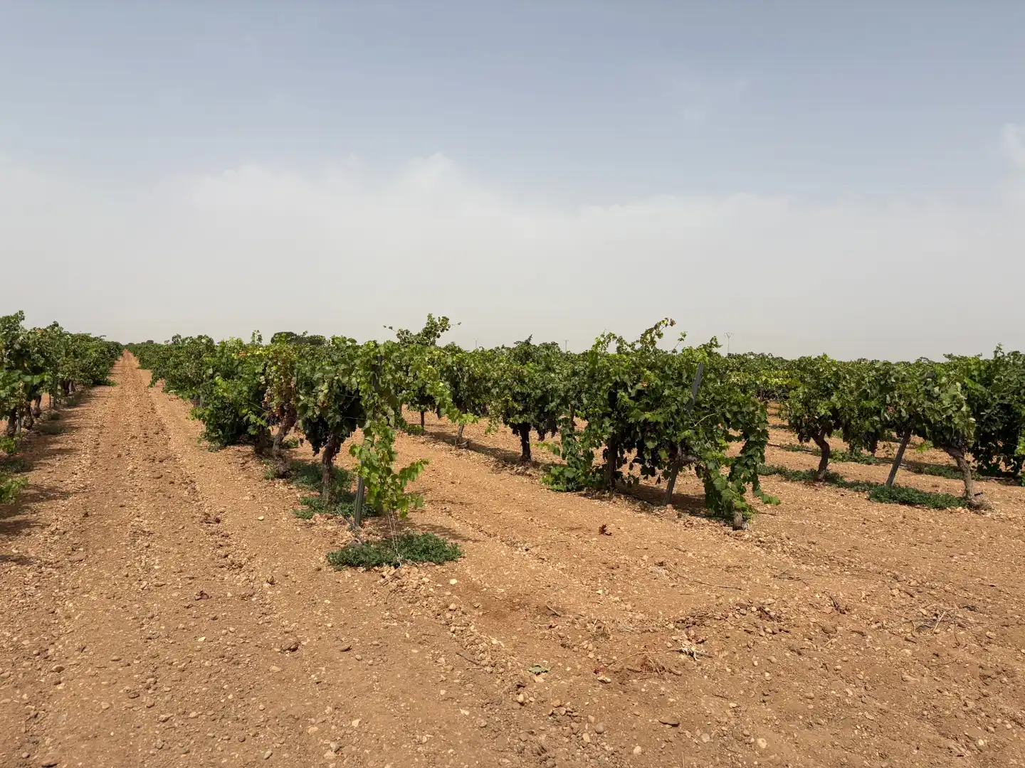 Terreno rustico in vendita a N/A, imagen 8