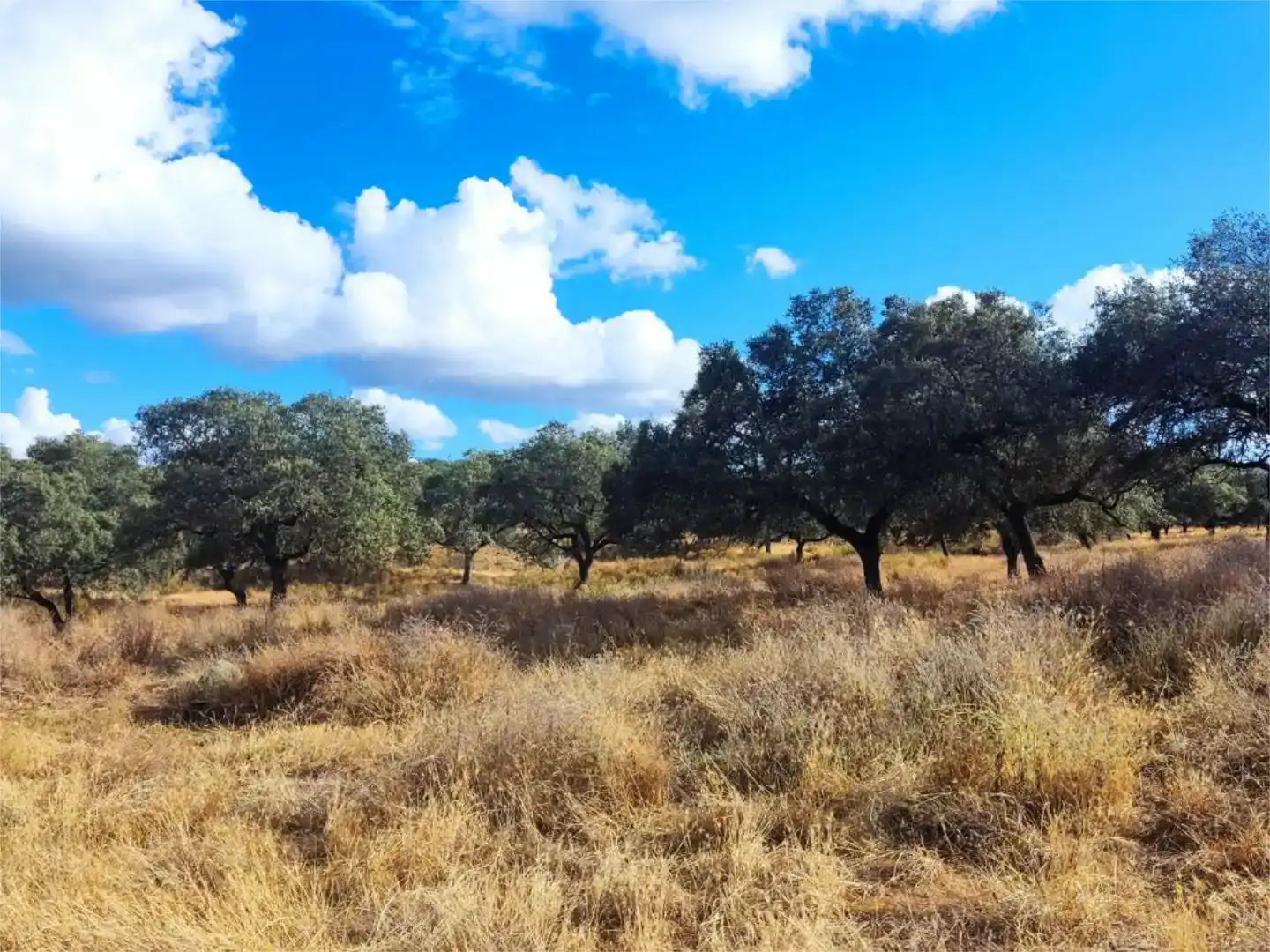 Terreno en venta en Santa Olalla del Cala
