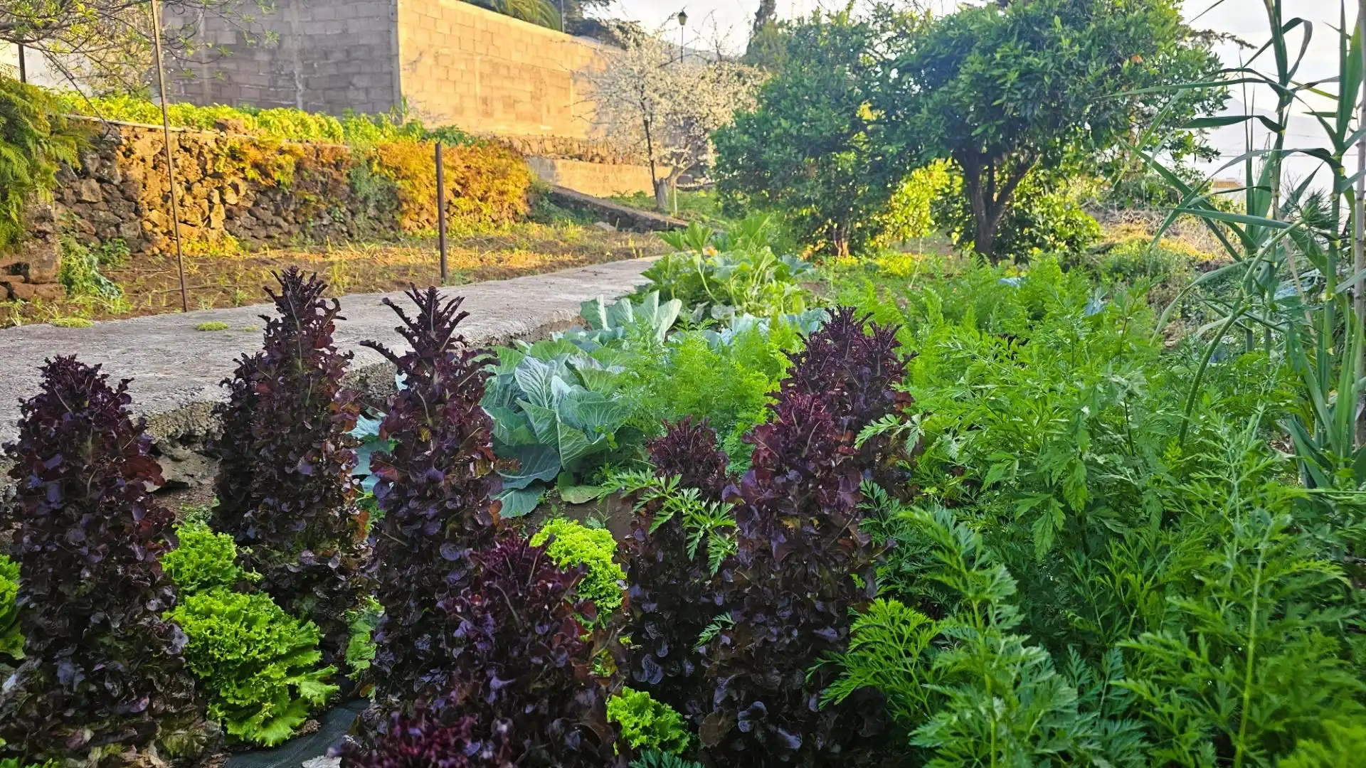 Garden of Houses for sale in La Matanza de Acentejo  with Heating, Private garden and Terrace