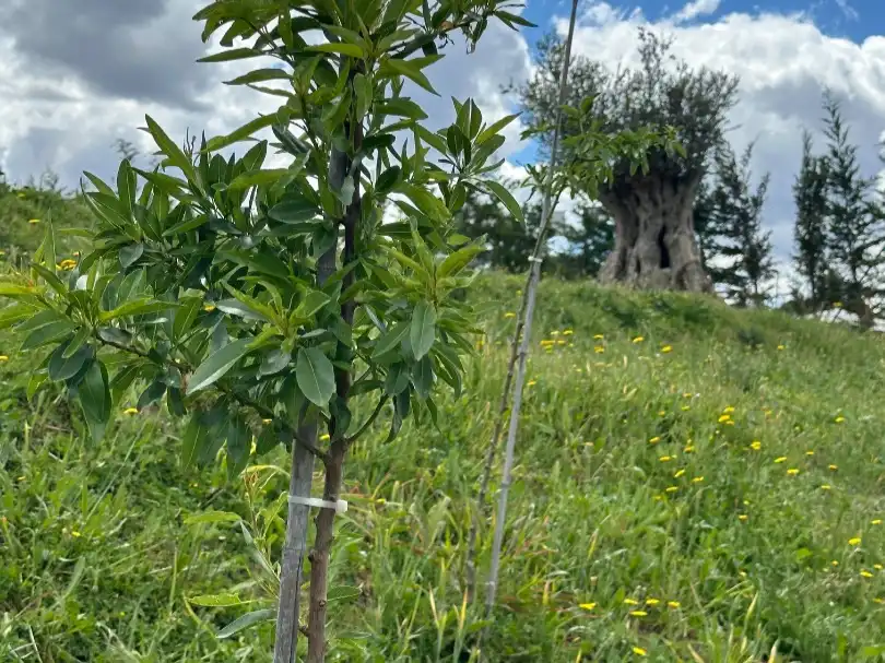 Terreno en venta en Madrid