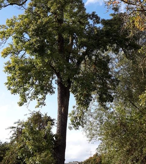 Foto 2 de Terreny industrial en venda a Calle Cascajales, 1, Santa María de Ordás, León