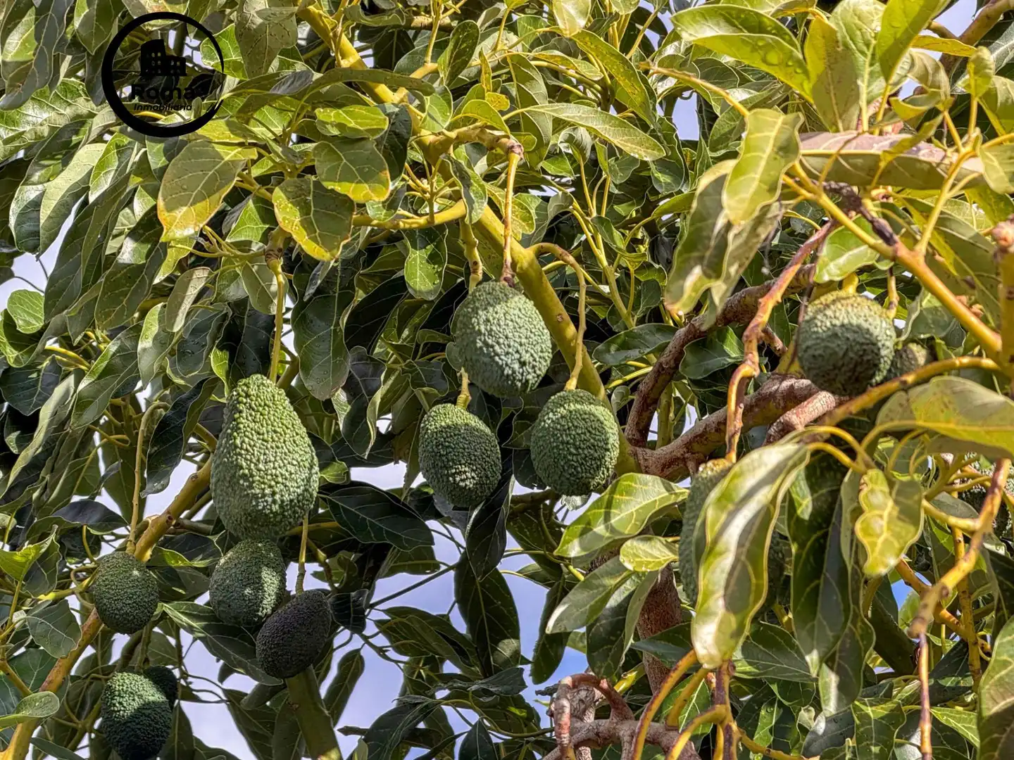 Jardí de Finca rústica en venda en Los Guájares amb Terrassa i Traster