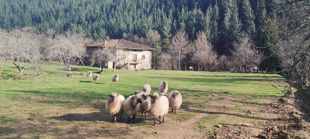 Casa-chalet en Venta en Ayala / Aiara