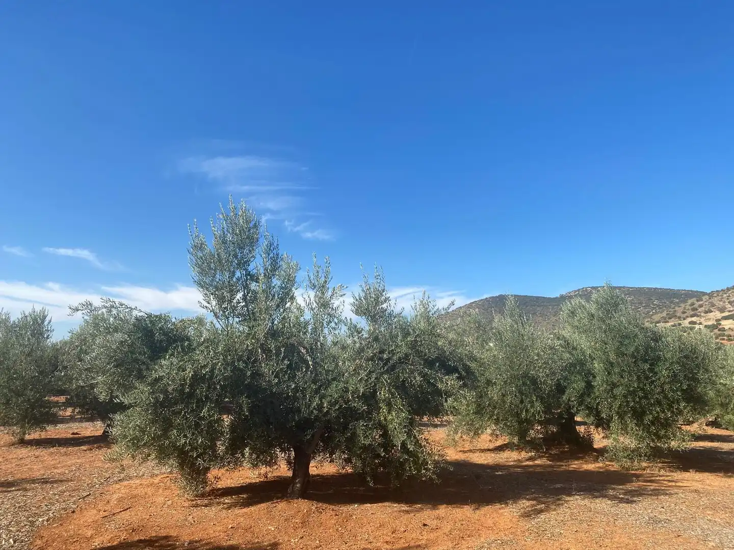 Rural land for sale in Iznalloz, imagen 5