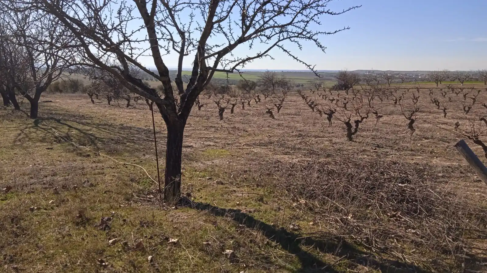 Terreno en venta en Illán de Vacas