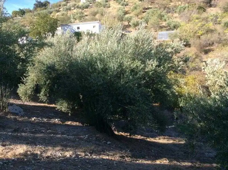 Terreni e lotti in vendita a Castillo de Locubín, imagen 9