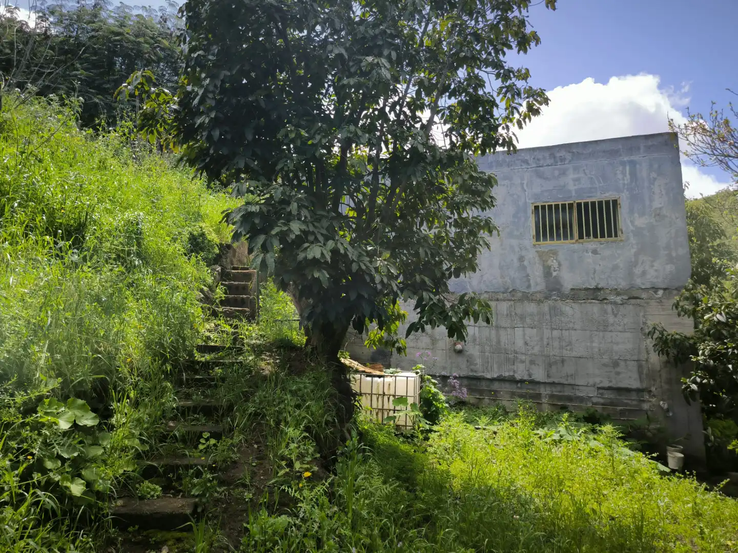 Vista exterior de Finca rústica en venta en Moya (Las Palmas)