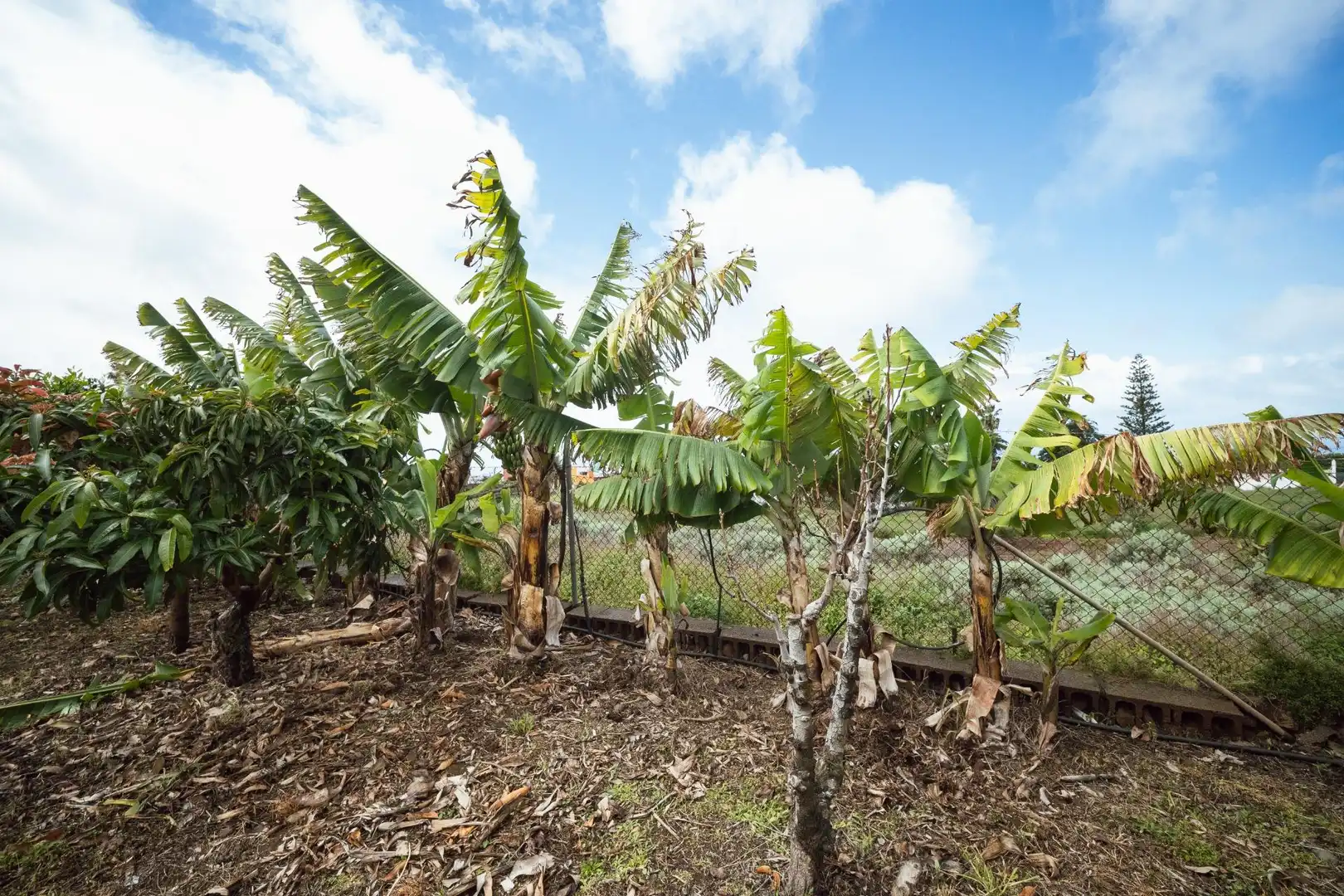 Jardín de Finca rústica en venta en El Sauzal