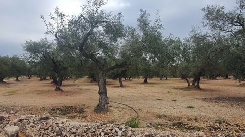 Finca en venta en Xerta, immagine 2