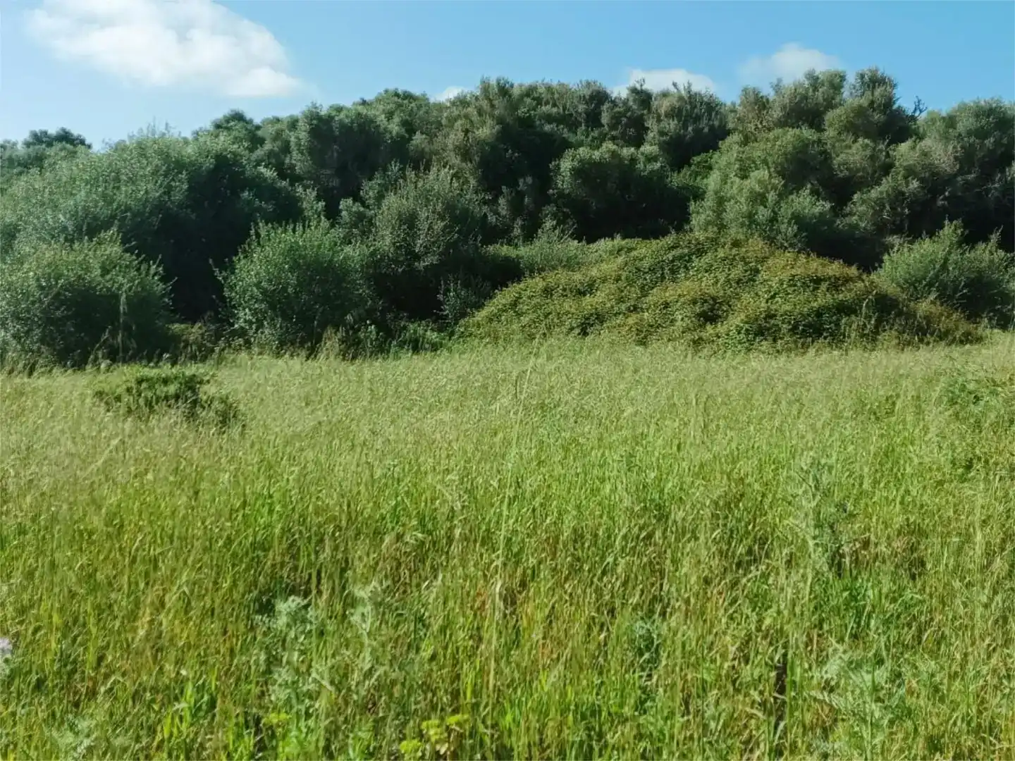Land for sale in Alaior
