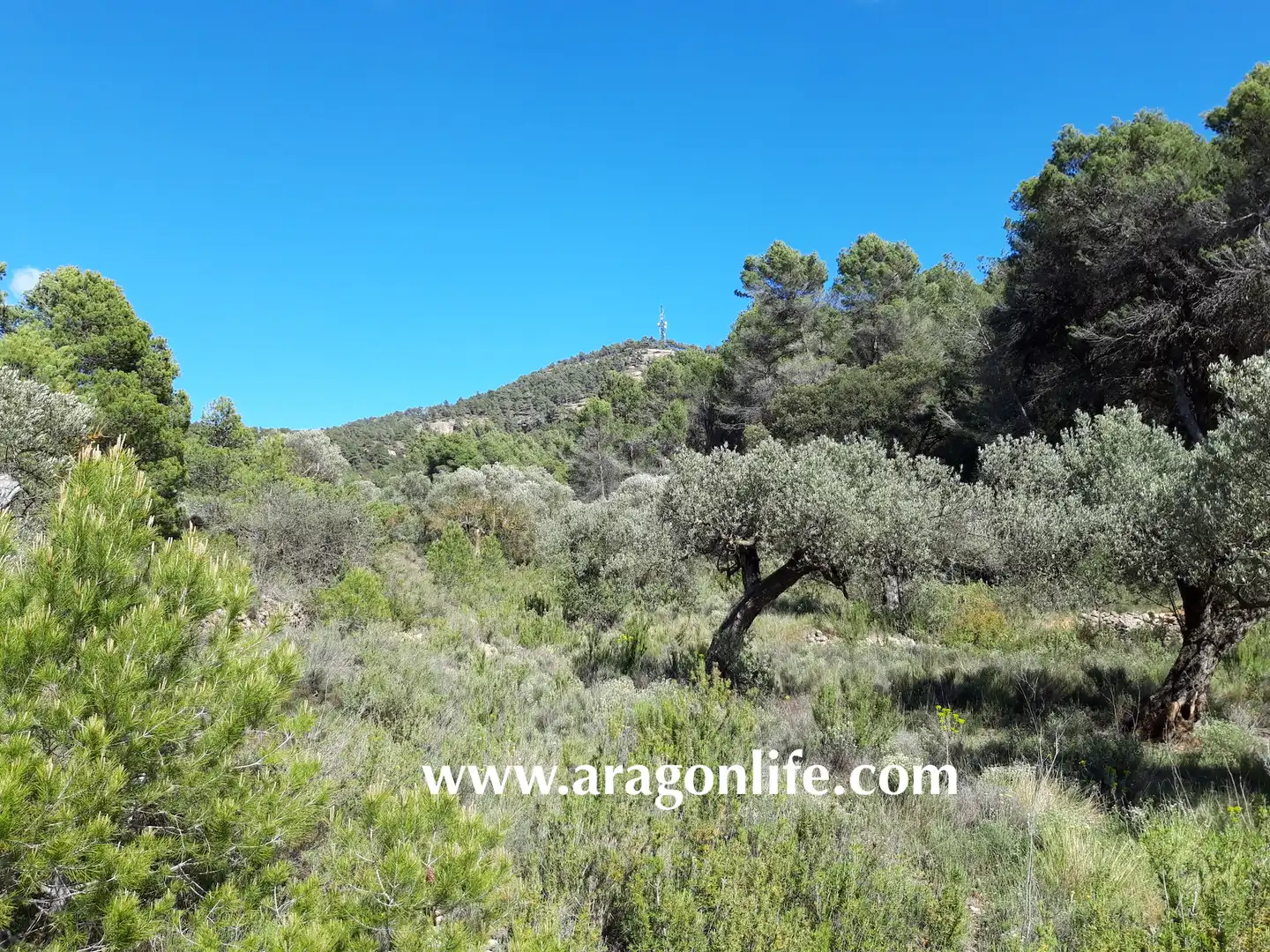Rural land for sale in Gandesa, imagen 8