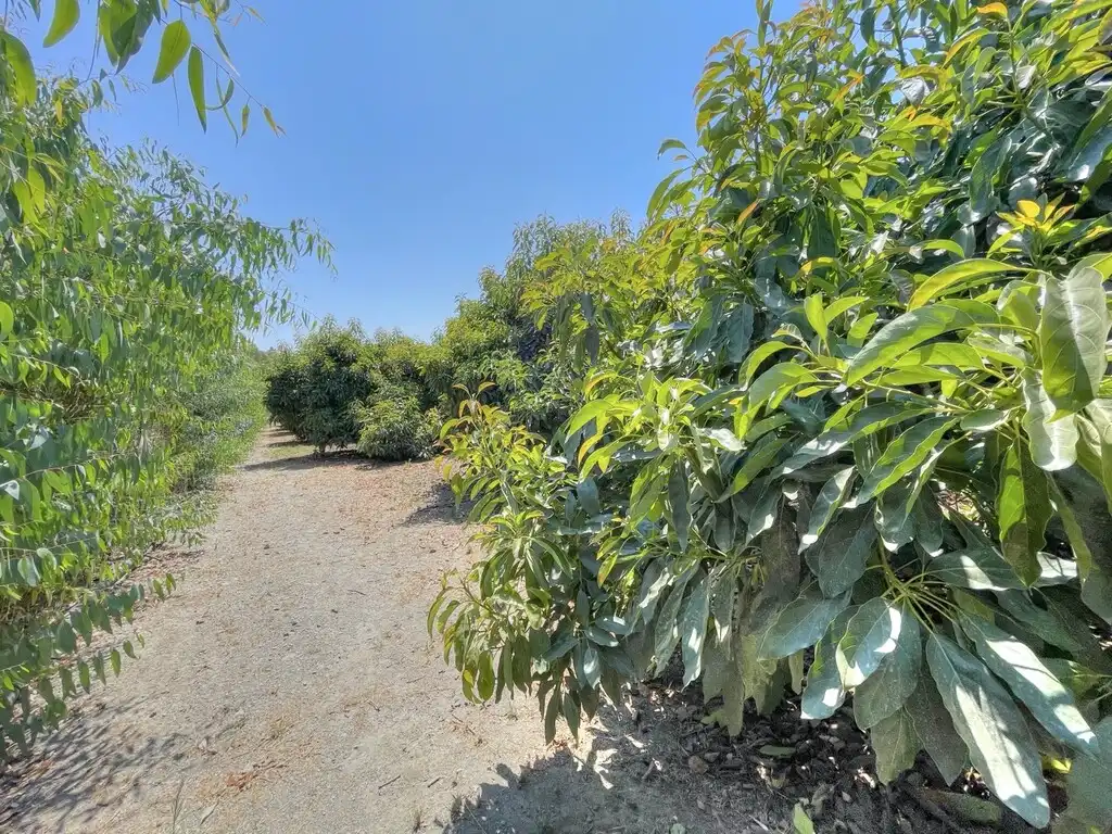 Finca rústica en venda en Benamocarra amb Jardí privat, Moblat i Forn