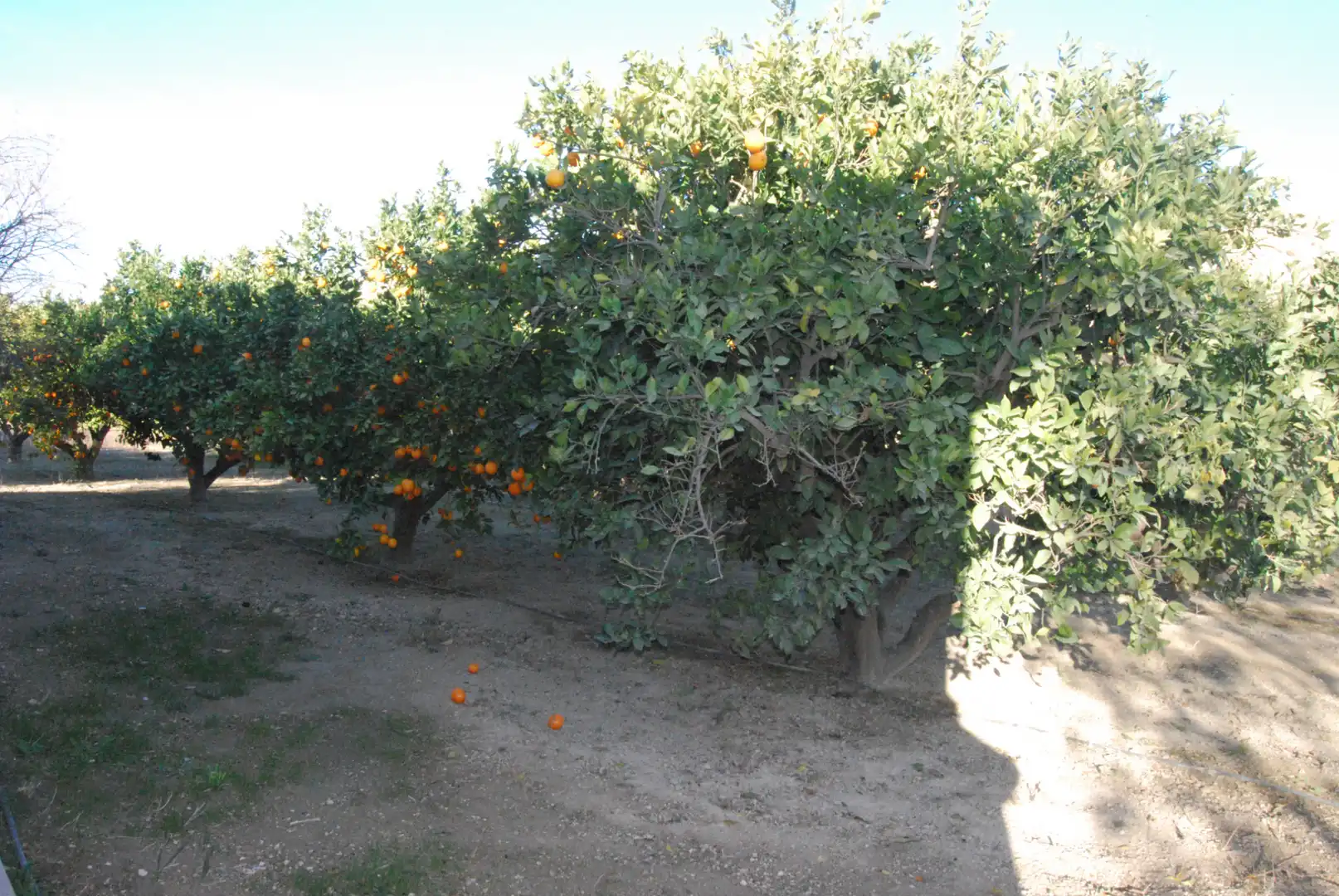 Garden of Houses for sale in Alicante / Alacant  with Air Conditioner, Terrace and Storage room