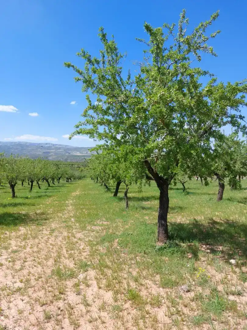 Finca rústica en venda en La Peza