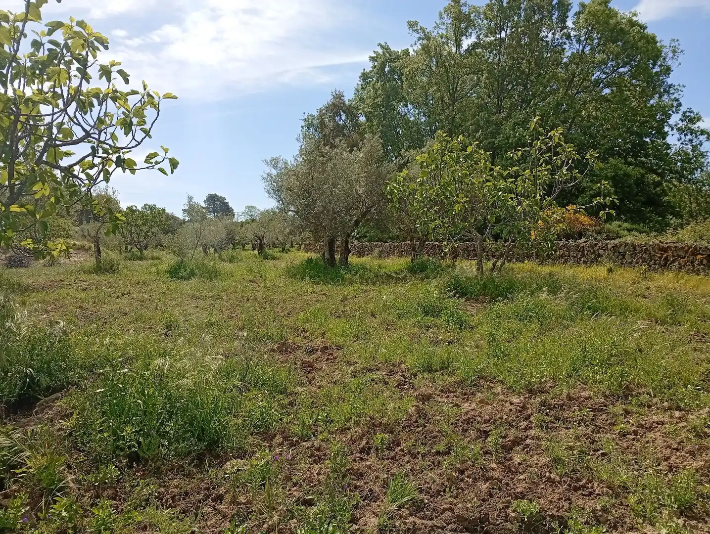 Terreni e lotti in vendita a Villanueva de la Vera, imagen 32