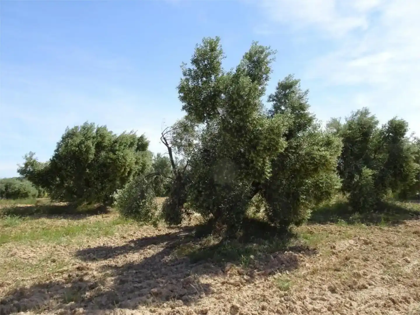 Land for sale in Batea