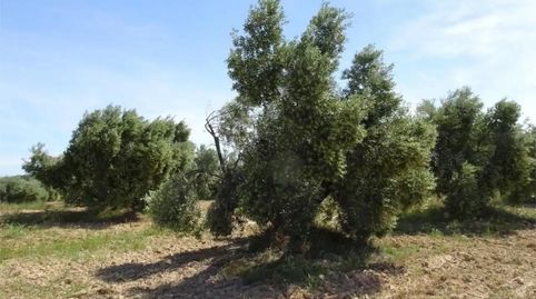 Photo 2 of Land for sale in Carretera de Maella, S/n, Batea, Tarragona