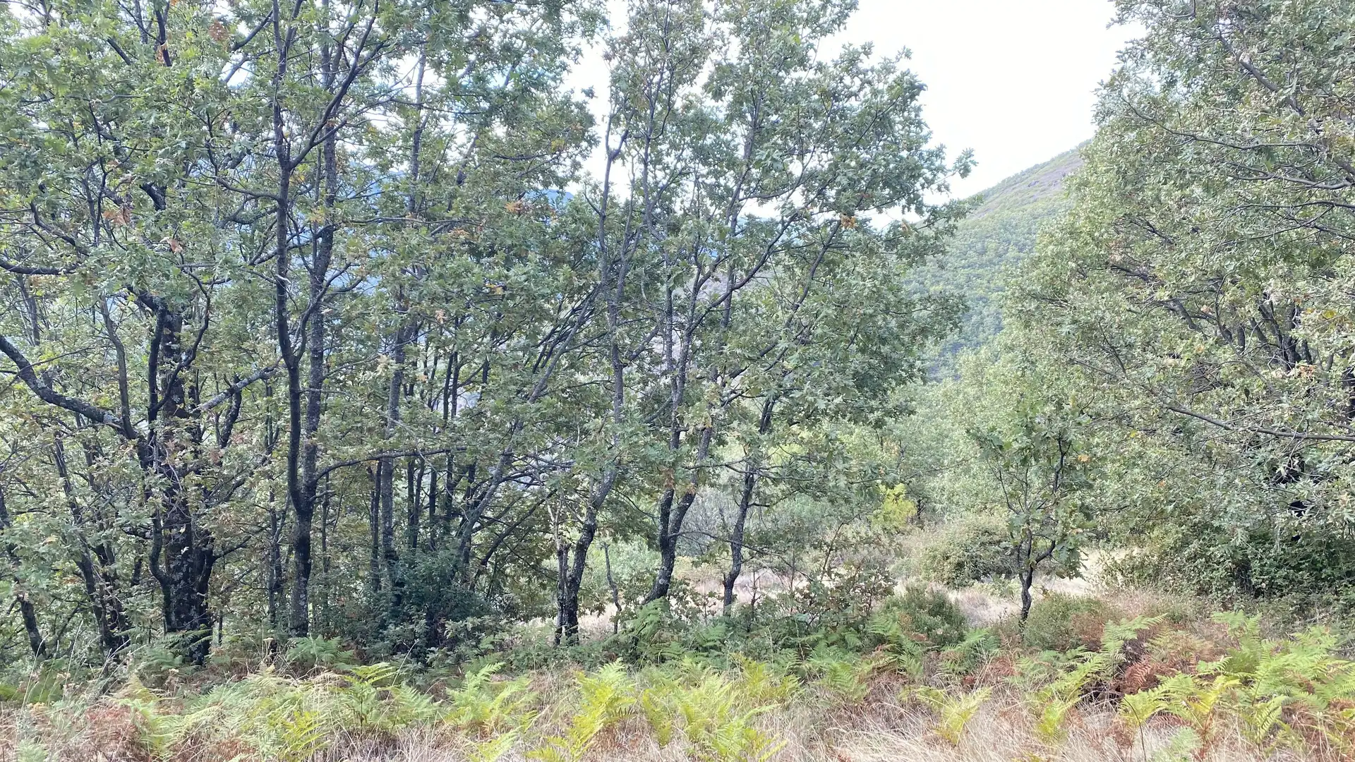 Terreno en venta en Tornavacas